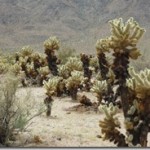 p1010658-thumb.jpg